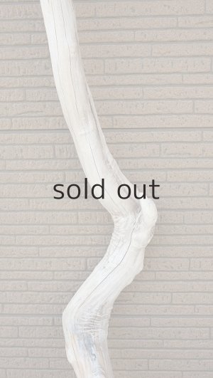 画像4: 大型　幹