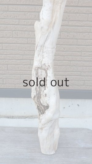 画像2: 大型　幹