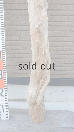 画像6: 大型　幹