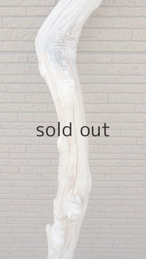 画像3: 大型　幹