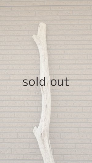 画像5: 大型　幹