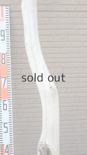 画像7: 大型　幹