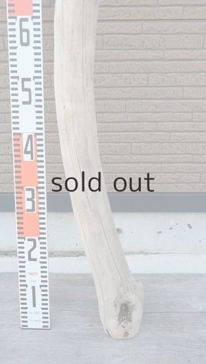 画像6: 大型　幹