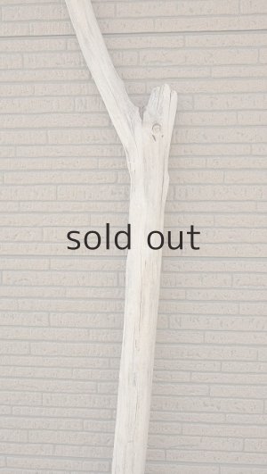 画像4: 大型　幹