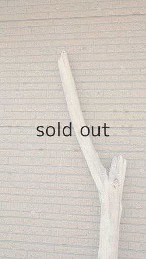 画像5: 大型　幹