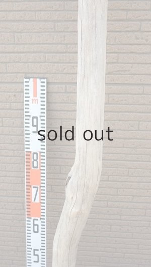 画像7: 大型　幹