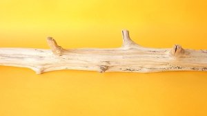 画像6: 変形流木