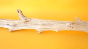 画像7: 変形流木