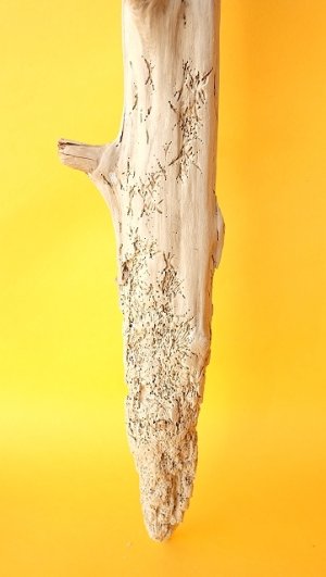 画像2: 変形流木