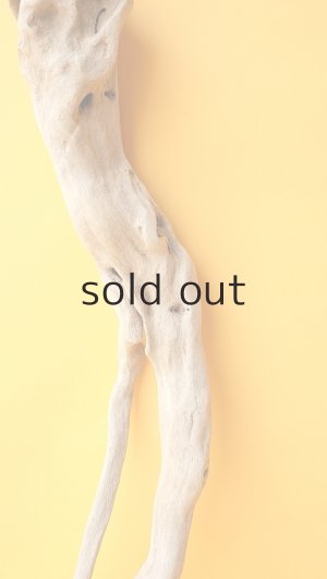 画像3: 流木根（中型）