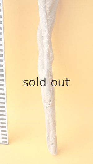 画像5: 流木根（中型）