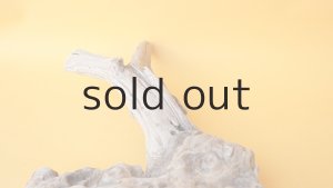 画像6: 変形流木