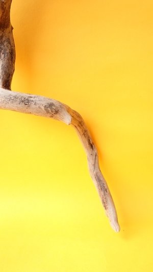 画像3: 流木根（中型）