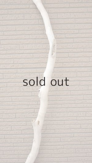 画像4: 幹流木・長尺