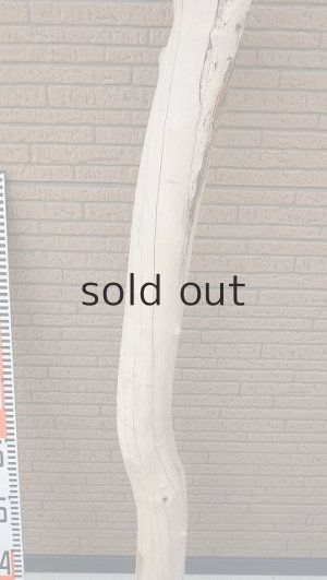 画像7: 大型　幹