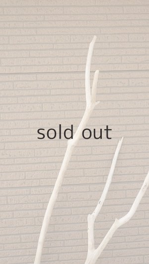 画像5: 幹流木・長尺