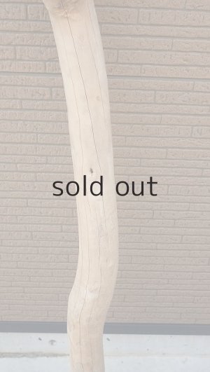 画像3: 大型　幹