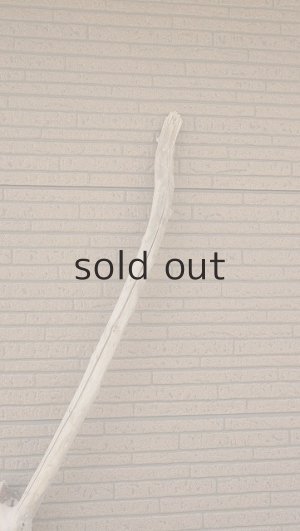 画像5: 大型　幹