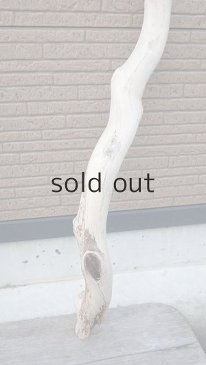 画像6: 幹流木・長尺