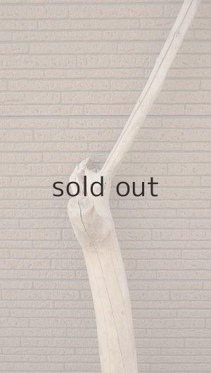 画像4: 大型　幹