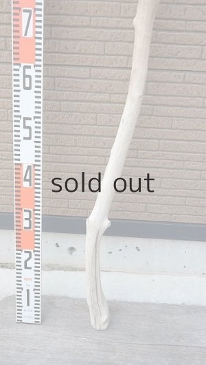 画像6: 幹流木・長尺