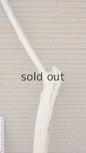 画像8: 大型　幹