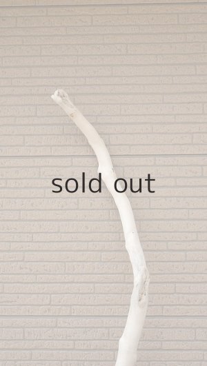 画像5: 幹流木・長尺