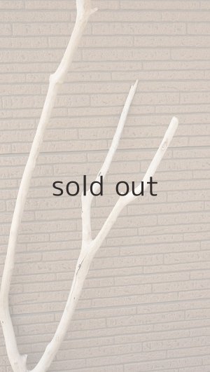 画像4: 幹流木・長尺