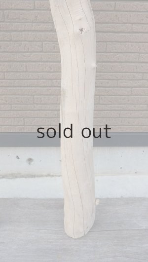 画像6: 大型　幹