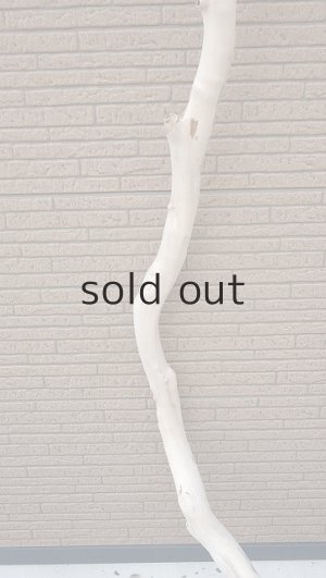 画像3: 幹流木・長尺