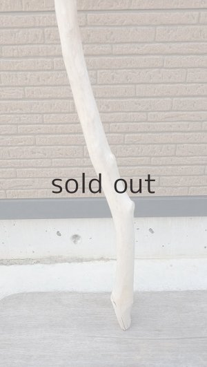 画像2: 幹流木・長尺