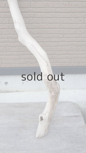 画像2: 幹流木・長尺