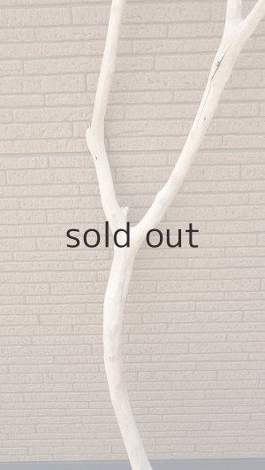 画像3: 幹流木・長尺