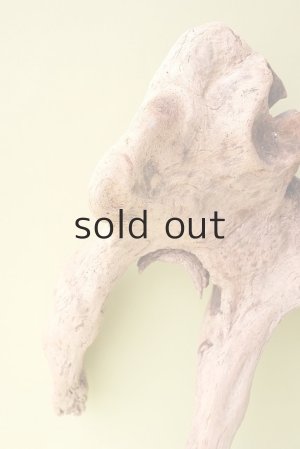 画像4: 流木根（中型）