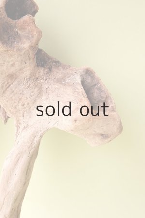 画像3: 流木根（中型）