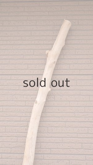 画像4: 棒流木・長尺