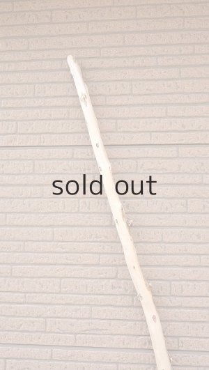 画像4: 棒流木・長尺