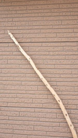 画像4: 棒流木・長尺