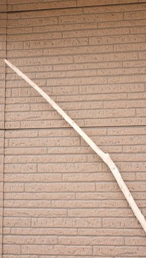 画像5: 棒流木・長尺