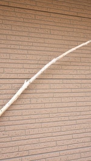 画像4: 棒流木・長尺