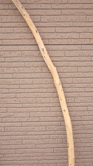 画像6: 棒流木・長尺