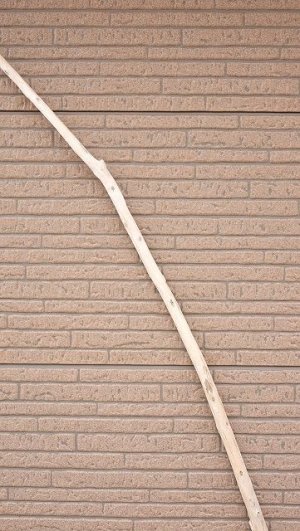 画像4: 棒流木・長尺