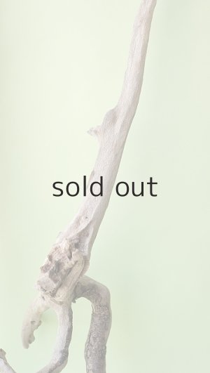 画像6: 流木根（中型）