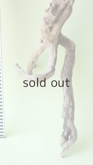 画像5: 流木根（中型）