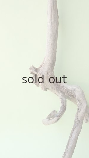 画像3: 流木根（中型）