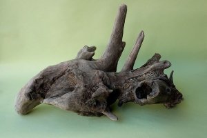 画像6: 流木根（中型）