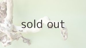 画像4: 流木根（中型）