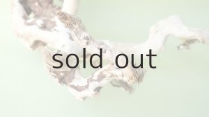 画像3: 流木根（中型）