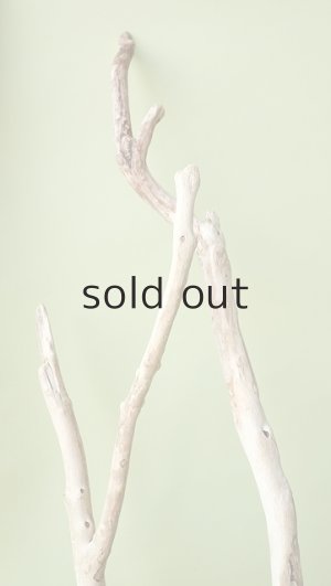 画像8: 流木根（中型）