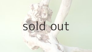 画像2: 流木根（中型）